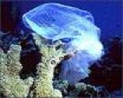 plastic_bags_look_like_jelly_fish