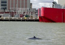 Brooklyn Whale