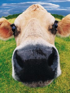 cow