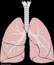 lungs_2