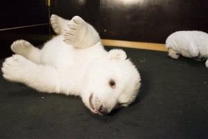 A photo released by the "Tiergarten Nuernberg" zoo in Nuremberg on Thursday Feb. 21, 2008 shows polar bear cub Flocke playing in her enclosure. (AP Photo/Tiergarten Nuernberg, Ralf Schedlbauer) ** EDITORIAL USE ONLY - NO SALES **