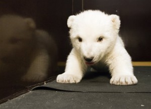 A photo released by the "Tiergarten Nuernberg" zoo in Nuremberg on Thursday Feb. 21, 2008 shows polar bear cub Flocke playing in her enclosure. (AP Photo/Tiergarten Nuernberg, Ralf Schedlbauer) ** EDITORIAL USE ONLY - NO SALES **
