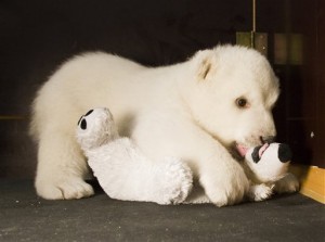 A photo released by the "Tiergarten Nuernberg" zoo in Nuremberg on Thursday Feb. 21, 2008 shows polar bear cub Flocke playing with a plush toy animal in her enclosure. (AP Photo/Tiergarten Nuernberg, Ralf Schedlbauer) ** EDITORIAL USE ONLY - NO SALES **