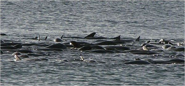 stranded_whales