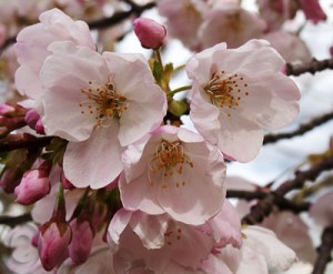 cherry blossoms